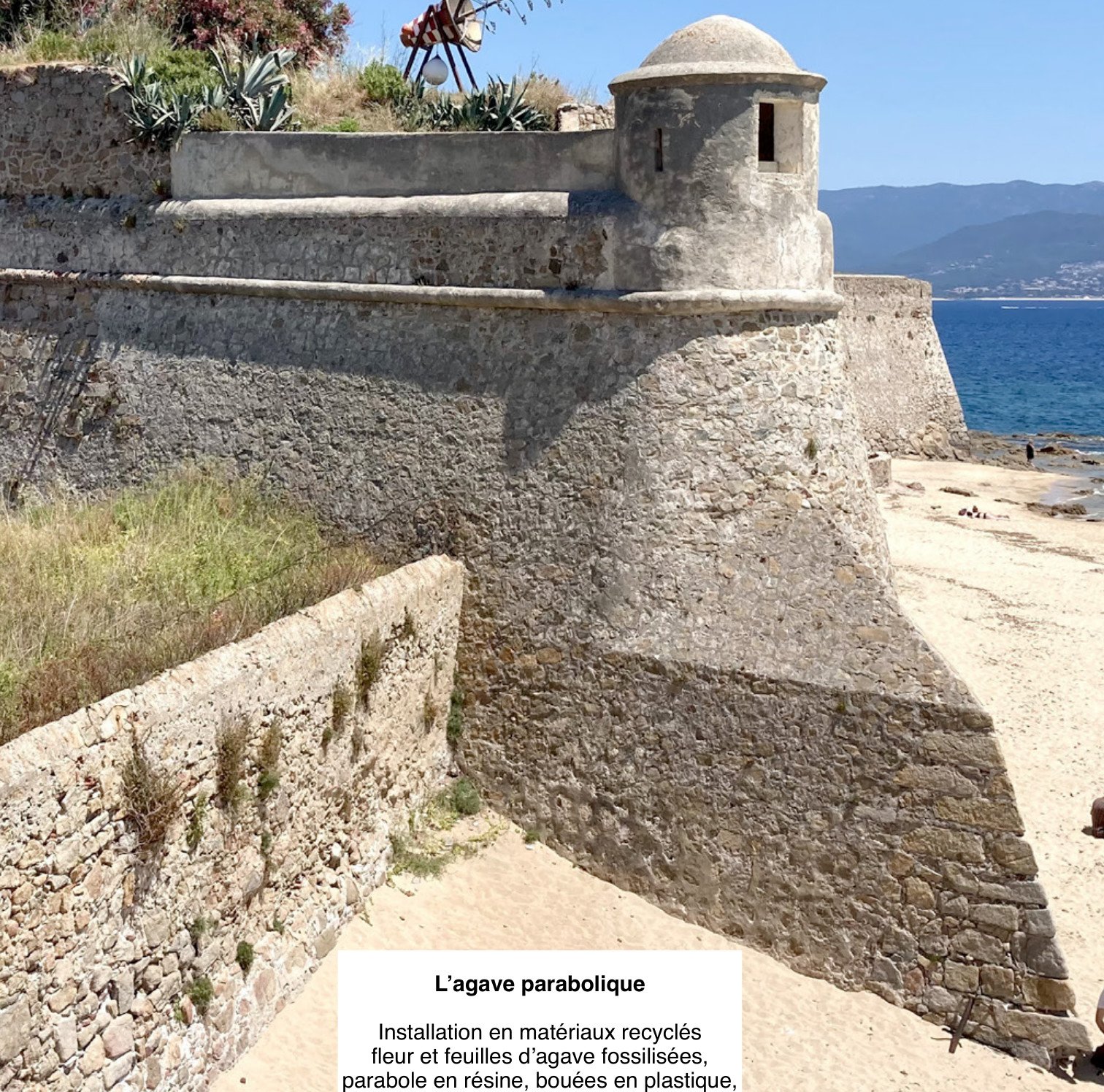 L'agave parabolique