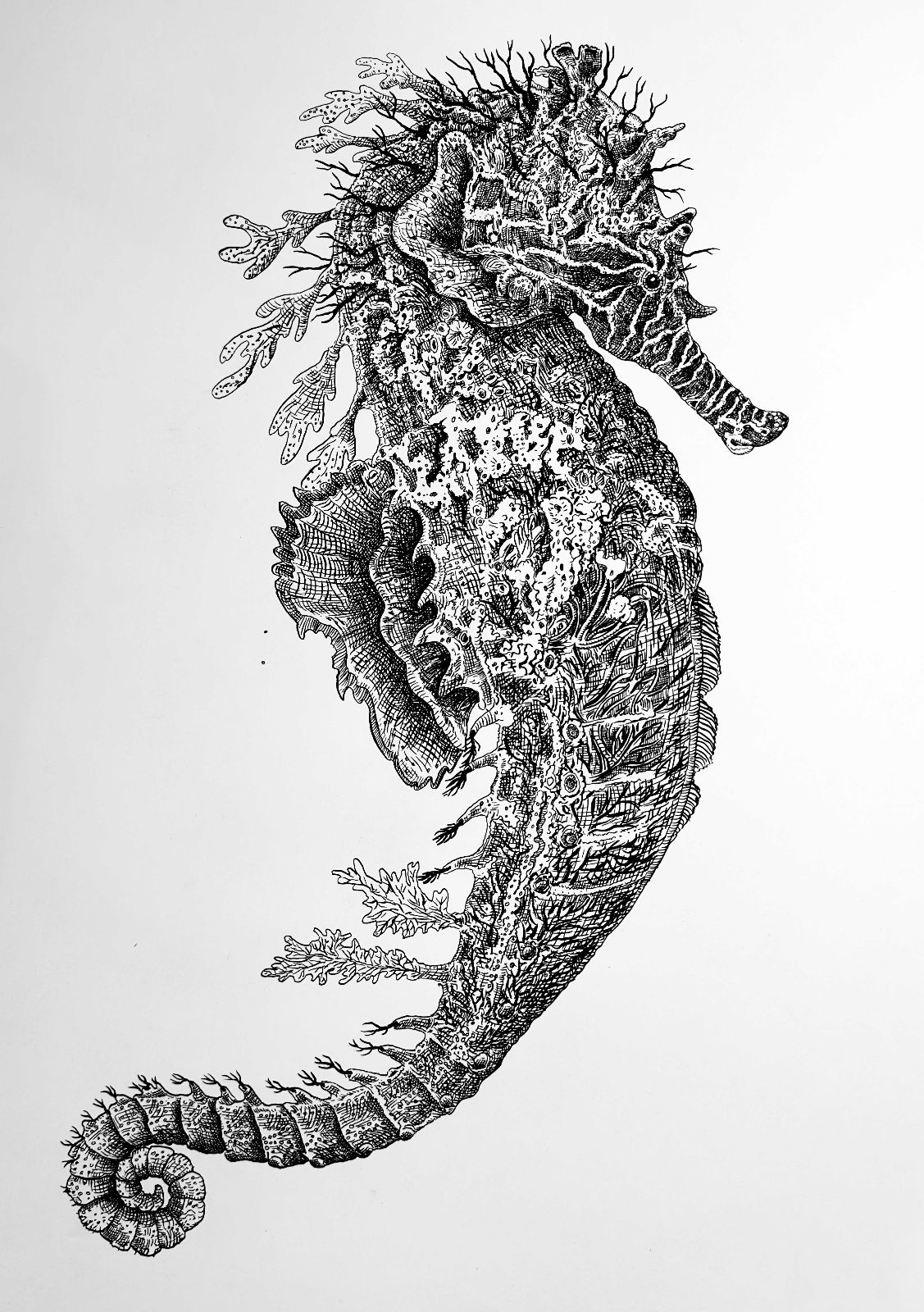Hippobrusc 1