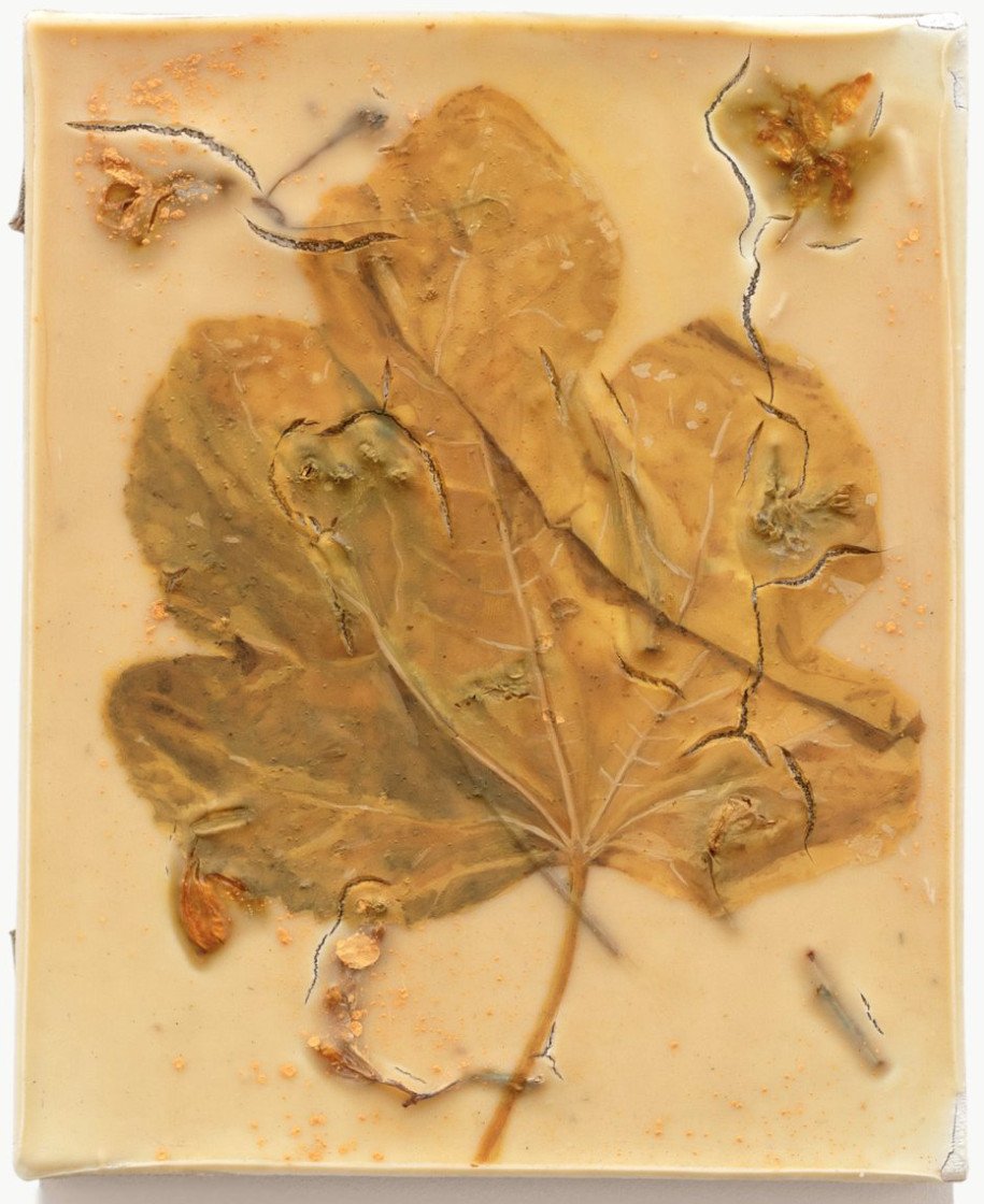Feuille de Figuier